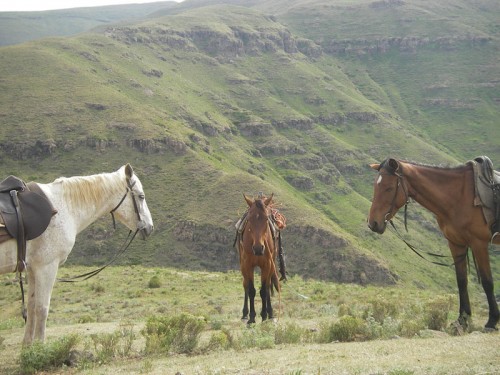 Three Basutho Ponies in Lesotho