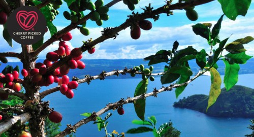 Cherry Picked Coffee - coffee cherries above Lake Toba in Sumatra