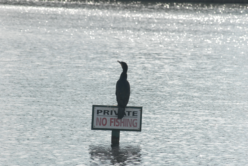 Cormorant fishing surely they dont mean me