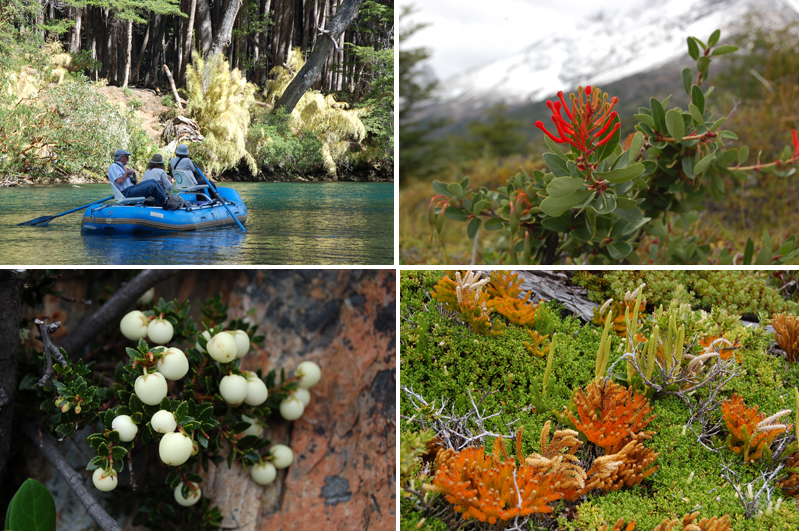Flowers, Vegetation and Trees growing on glacier