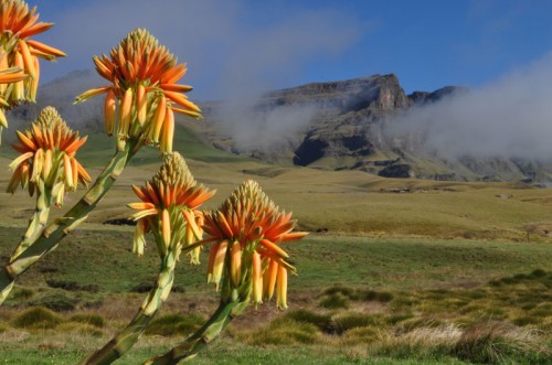 Lesothos National Flower