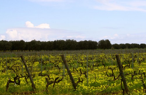 Organic Vineyard of Libera Terra in Puglia