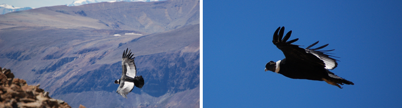 Patagonian Condors in flight
