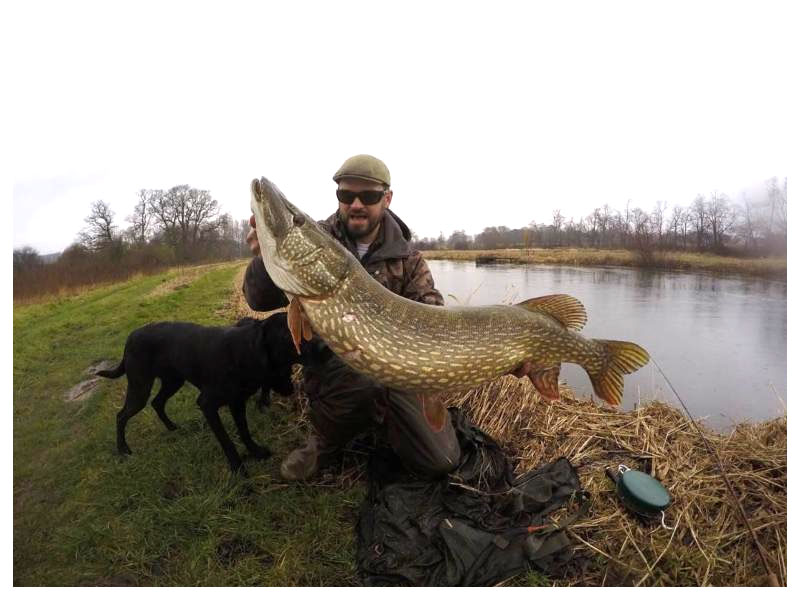 Possibly the biggest Pike 31lbs 4oz