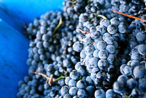 Portuguese native grapes