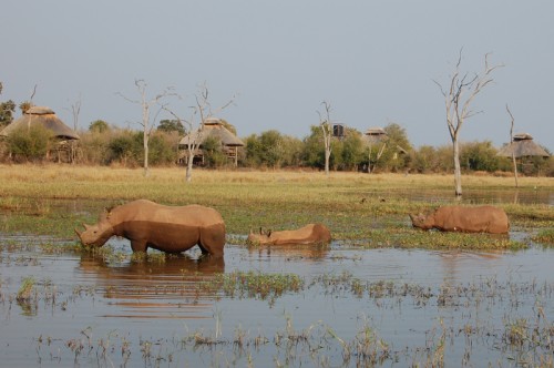 Rhino Safari Camp Zimbabwe