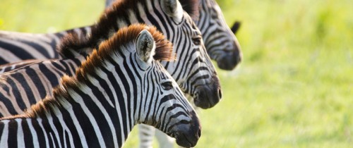 Ulusaba Zebras Safari