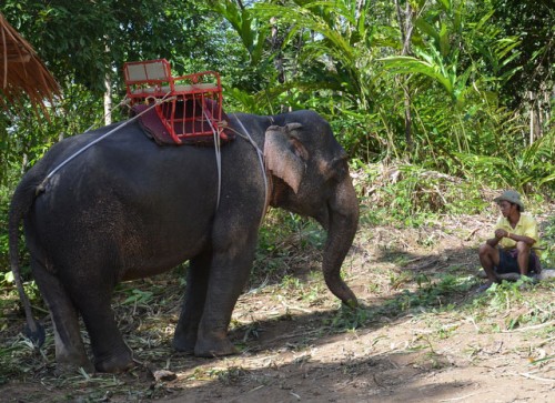 Elephant Trekking through the jungle near Maikhao