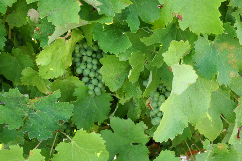Healthy Sauvignan Grapes on a Vine in Sancerre