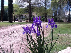 Irises in Parkland