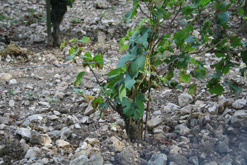 Vine suffering the effects of organic viticulture in vineyards of Sancerre