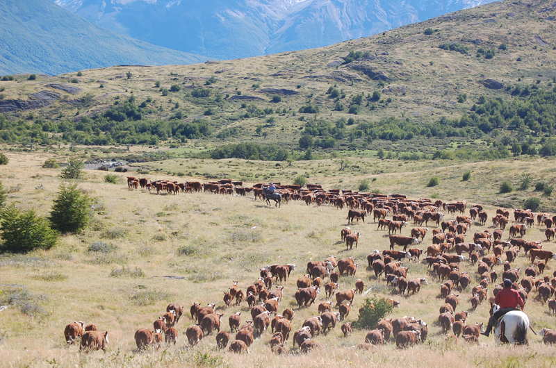 The vast plains of Argentinian Patagonia ideal for cattle raising