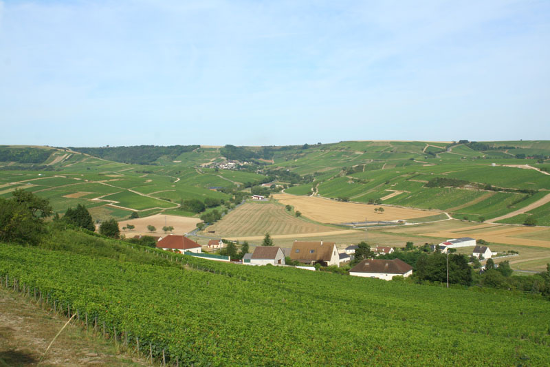 The Vineyard of Mont Damnees and Chavignol